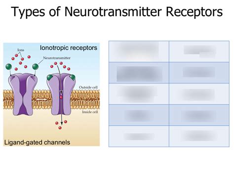 Ionotropic receptors Diagram | Quizlet