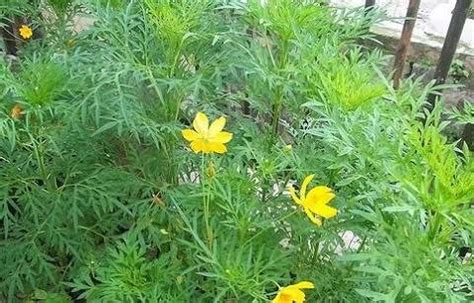 Jual Bunga Kenikir Kuning Cosmos Caudatus Benih Biji Di Lapak SEEDs