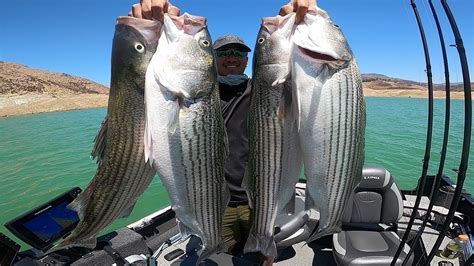 We Caught 100 Lbs Of Striped Bass On Flutter Spoons Castaic Lake Youtube