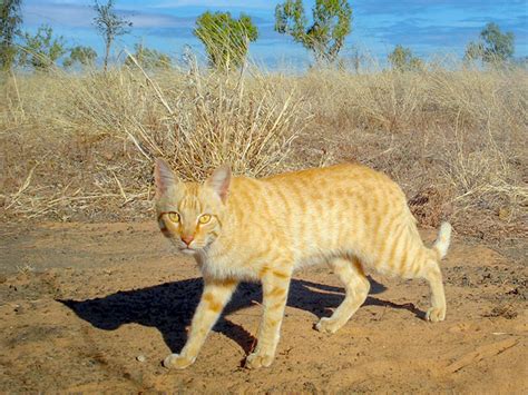 Remove Feral Cats in Australia | M&P Vertebrate Pest Control