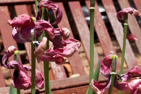 Free Images Blossom Flower Petal Spring Botany Pink Flora