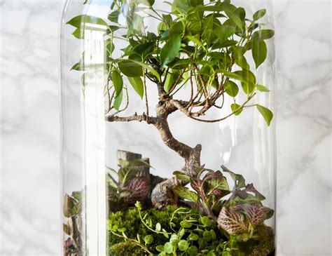 DIY Anleitung für deinen kleinen Garten im Glas wmn