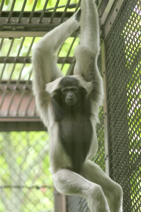 動物zoo感ごっこ ナポモカとテナガザルの日