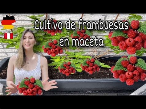 Descubre cómo cultivar tus propias plantas de frambuesa en maceta para