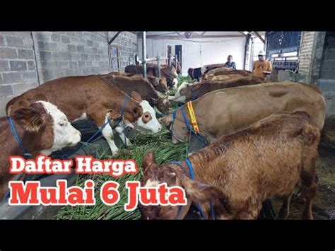 Review Harga Sapi Murah Juta Dapet Limosin Ready Simental Marlboro