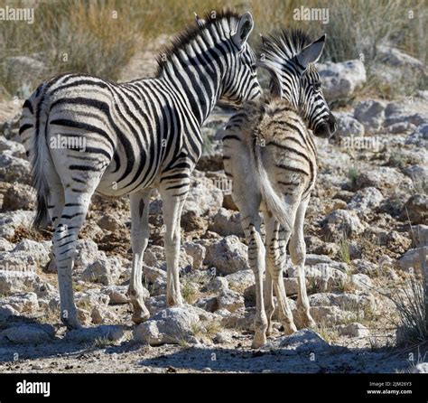 Zebra Foals Hi Res Stock Photography And Images Alamy