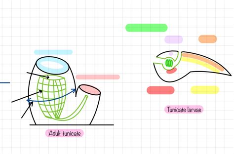 Tunicates Diagram | Quizlet