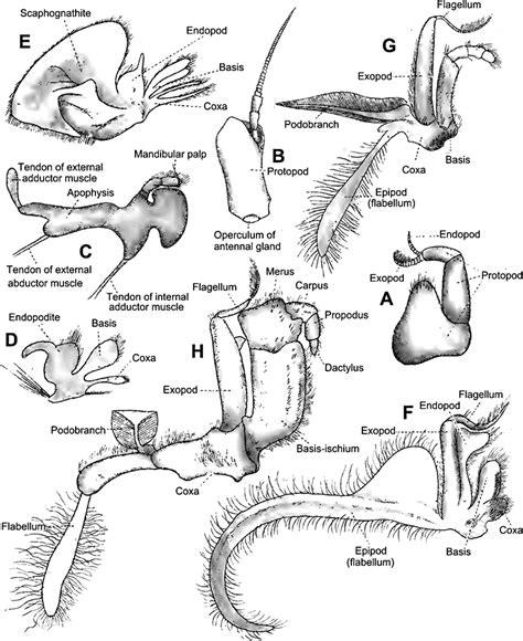 23 Cephalothoracic Appendages Of Cancer Pagurus Cancridae All From