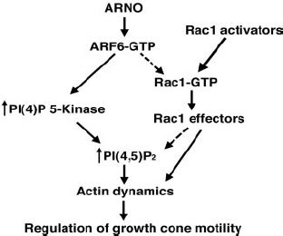 ARNO ARF6 Signaling Pathways That Could Modulate Actin Reorganization