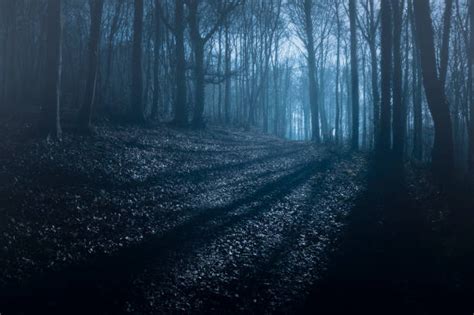 13900 Forest Trail At Night Stock Photos Pictures And Royalty Free