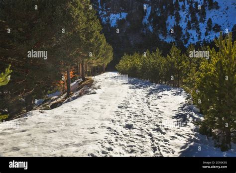 Snowy road between green trees Stock Photo - Alamy