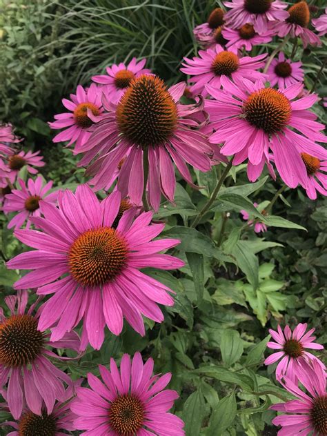 Echinacea Purpurea Rubinstern The Beth Chatto Gardens