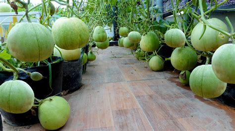 Tips For Growing Melons On The Terrace Are Very Fruitful And Easy For