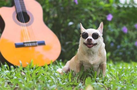 Rock Dog Stock Photos, Images and Backgrounds for Free Download