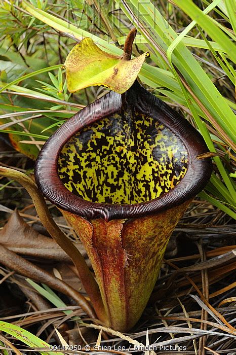 Minden Pictures Pitcher Plant Nepenthes Attenboroughii Endemic To