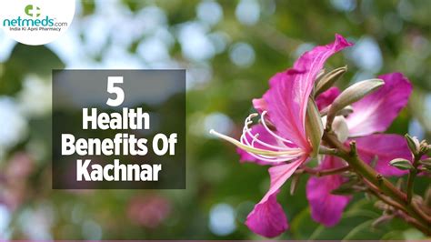 5 Benefits Of Kachnar #Shorts - YouTube