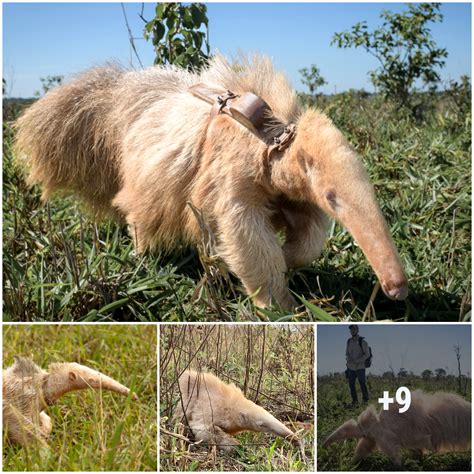 The World S Only Known Albino Giant Anteater Appears To Be Thriving In