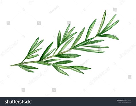 Watercolor Illustration Sprig Rosemary Green Rosemary Stock