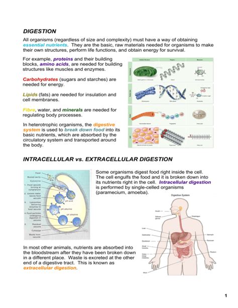 Digestion Intracellular Vs Extracellular Digestion