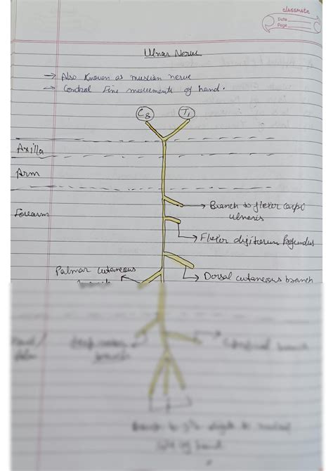 SOLUTION: Ulnar nerve anatomy - Studypool