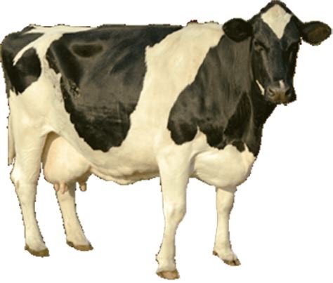 Dairy Cow Png Images