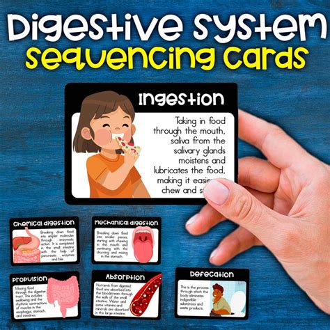 Digestive System Sequencing Cards How Digestive System Works Digestive