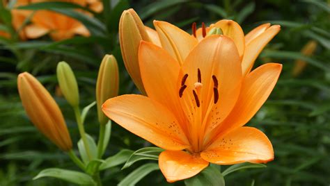 Lilien Foto & Bild | pflanzen, pilze & flechten, blüten ...