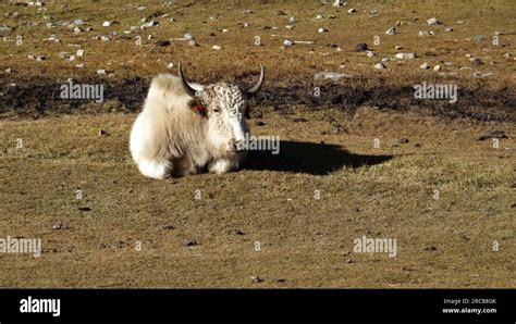 Nepal Yak Himalayan Hi Res Stock Photography And Images Alamy