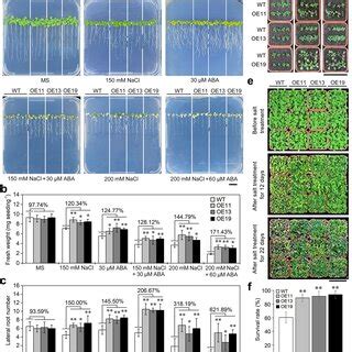 Overexpression Of Msdiup In Arabidopsis Enhanced Salt Tolerance And