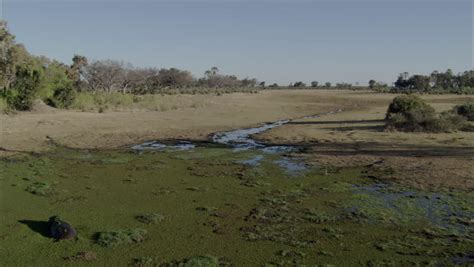 Hippopotamus Savanna Africa Marsh A Sweeping Look At A Group