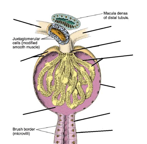 renal corpuscles, bowman's capsule (w/ parietal layer), filtration bladder, proximal/ distal ...