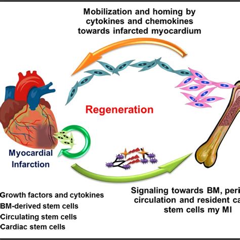 Schematic Illustration Of The Recruitment Of Stem Cells Towards