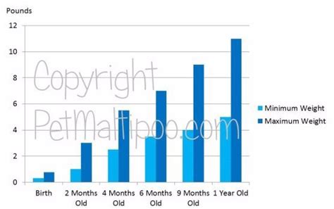 Maltipoo Age Equivilancy and Growth Chart