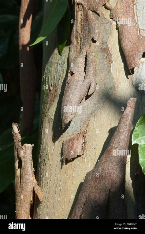 Eukalyptus gunii Fotos und Bildmaterial in hoher Auflösung Alamy