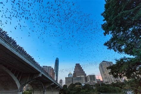 Congress Avenue Bat Bridge Kayak Tour in Austin provided by Lone Star ...