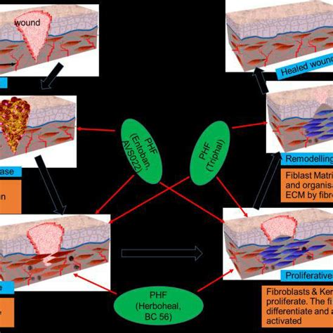 Schematic Representation Of PHFs Possible Synergistic Role In Wound