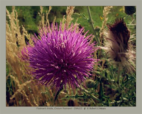 Flodmans Thistle Cirsium Flodmanii 09au13 Photograph By Robert G