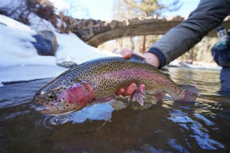 North Fork Ranch Fishing Seasons | North Fork Ranch Guide Service