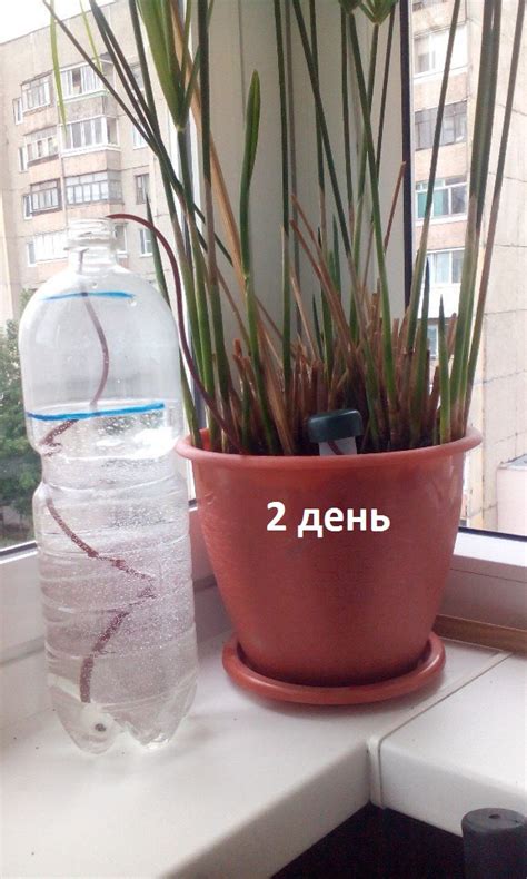 Автополив комнатных растений: часть 2. Эксперимент.