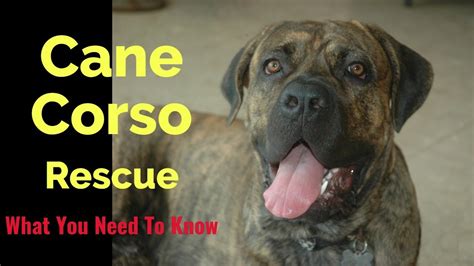 Cane Corso Rescue Read This First - Cane Corso Dog Owner