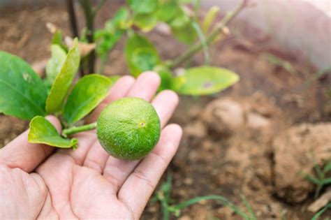 ¿Cuánto tarda en crecer un árbol de limón? » Huerto en casa