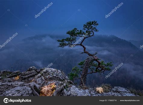 Pine Tree On Sokolica Peak On Misty Sunrise In Pieniny Mountains