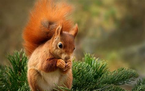 Red Squirrel Nick Litten IBM I AS400 ISeries Software Developer