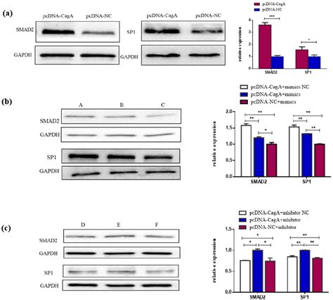 Figure From Helicobacter Pylori Caga Protein Regulating The