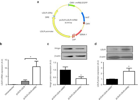 The PLDLR LDLR MiR82 Vector Reduces Hmgcr And Elevates LDLR Expression