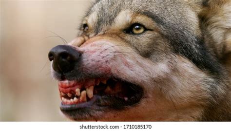 Alpha Grey Wolf Snarling Closeup Stock Photo 1710185170 | Shutterstock