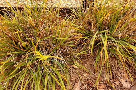 Why Are My Daylilies Turning Yellow Common Factors And Fixes Garden