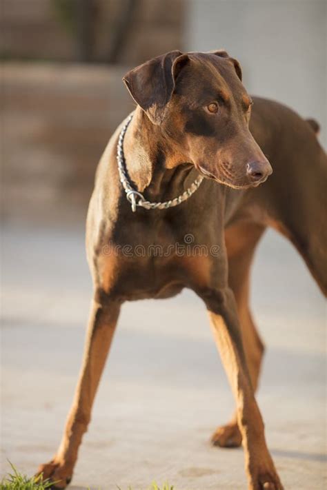 Red Doberman Pinscher Standing In A Patio Area Stock Photo Image Of