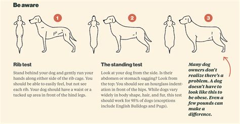 5 Simple Rules To Ensure Your Farmer's Faithful Companion Eats Just Right