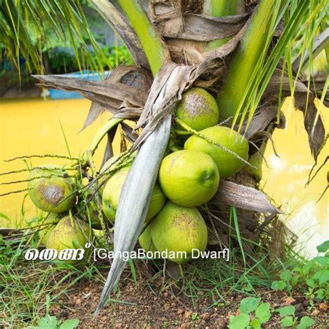 Coconut Tree Thengu Ganga Bondom Hybrid Seedling Greens Of Kerala